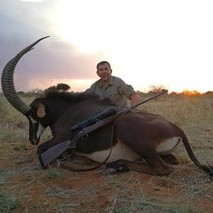 South Africa Hunt Sable Antelope