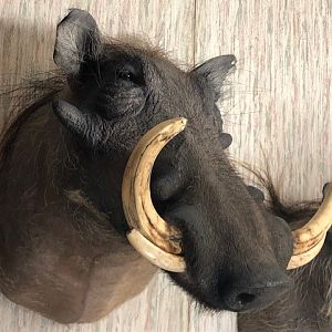 Warthog Shoulder Mount Taxidermy