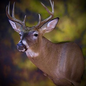 Whitetail Deer Shoulder Mount Taxidermy