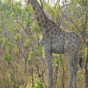 Western Giraffe in Cameroon, a pretty rare specie