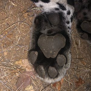 Leopard Paw