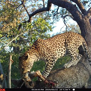 Leopard Trail Cam Pictures Namibia