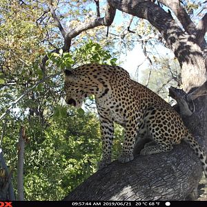 Namibia Trail Cam Pictures Leopard