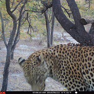 Trail Cam Pictures of Leopard in Namibia