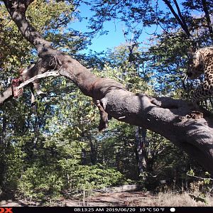 Namibia Trail Cam Pictures Leopard