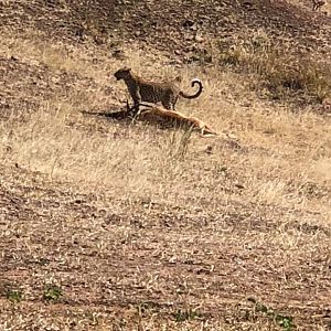 Leopard with Impala catch