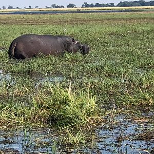 Hippo Zimbabwe