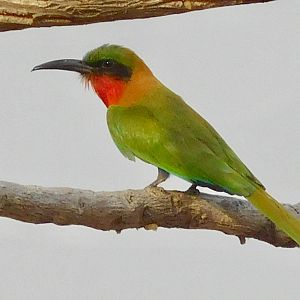 Red-throated Bee-eater in Cameroon