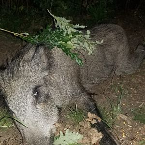Hungary Hunting Wild Boar