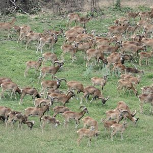 Mouflon Hunt Hungary