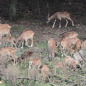 Hungary Hunt Mouflon