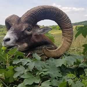 Mouflon Hunt Hungary