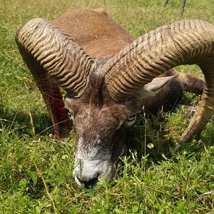 Hunting Mouflon in Hungary