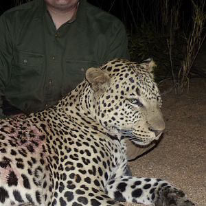 Leopard Hunt Zimbabwe