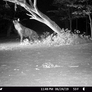 Trail Cam Pictures of Brown Hyena in Zimbabwe