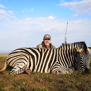 Burchell's Plain Zebra Hunt South Africa