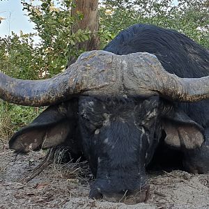 Cape Buffalo Hunt Namibia