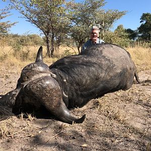 Namibia Hunting Cape Buffalo