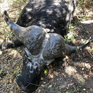 Hunt Buffalo in Namibia