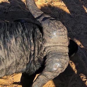 Hunting Buffalo in Namibia