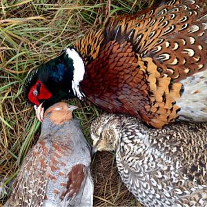 Partridge& Pheasant Hunt Canada