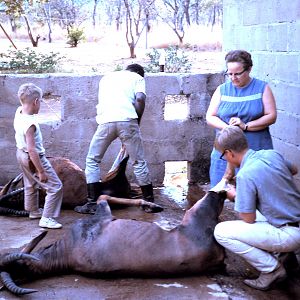 Tanzania Hunting Damaliscus Korrigum during 60's