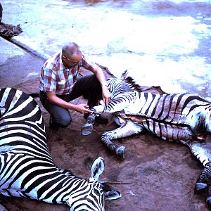 Hunt Selous Plain Zebra in Tanzania during 60's