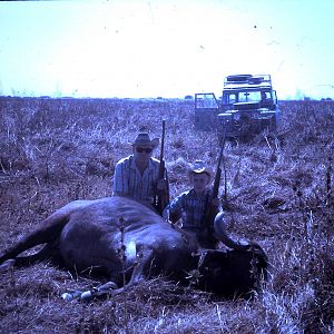 Tanzania Hunt Buffalo Cow during 60's