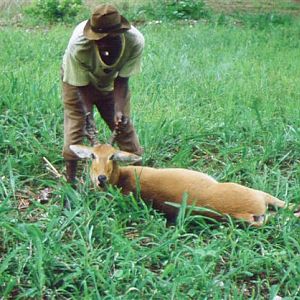 Reedbuck Hunting Tanzania during 60's