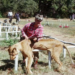 Tanzania Hunting Lioness during 60's