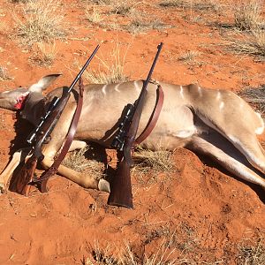 Hunting Kudu Female in Namibia