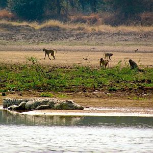 Baboons & Big Crocodile Luangwa river near Chanjuzi Zambia