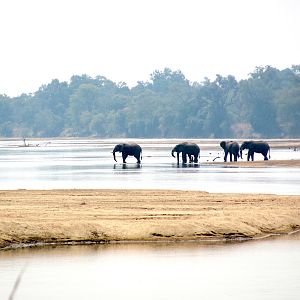 Elephants on the Luangwa river near Chanjuzi Zambia
