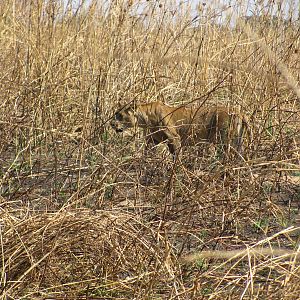 Lioness in the long grass in Zambia