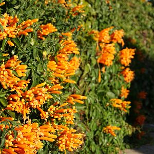 Honeysuckle Bush in the streets of Windhoek Namibia