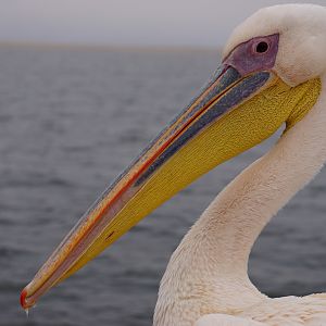 Pelican Swakopmund Namibia
