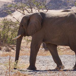 Desert Elephants in Damaraland Namibia