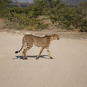 Cheetah Etosha National Park Namibia
