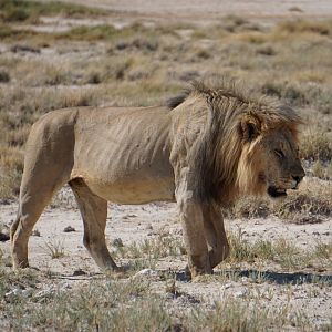 Lion Etosha National Park Namibia