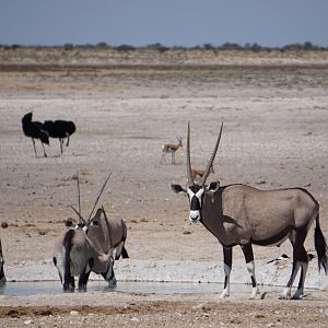 Gemsbok,  Springbok & Ostrich in Etosha National Park Namibia
