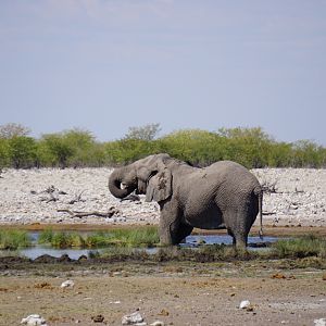 Elephant Etosha National Park Namibia