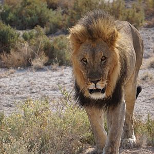 Lion Etosha National Park Namibia