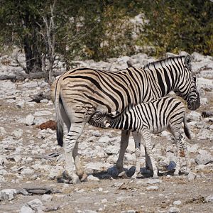 Burchell's Plain Zebra Etosha National Park Namibia