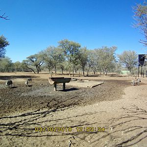 South Africa Trail Cam Pictures Warthog