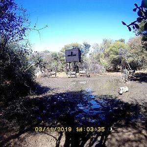 Trail Cam Pictures of Blue Wildebeest & Warthog in South Africa