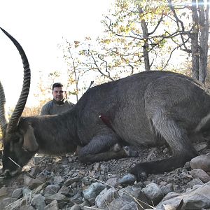 South Africa Hunting 32 5/8" Inch Waterbuck