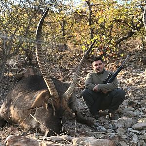 South Africa Hunt 32 5/8" Inch Waterbuck