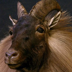 Tahr Shoulder Mount Taxidermy