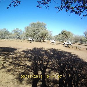 Trail Cam Pictures of Gemsbok in South Africa