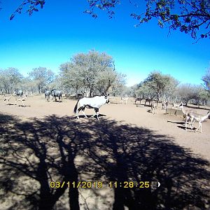 Gemsbok, Blue Wildebeest & Impala Trail Cam Pictures South Africa